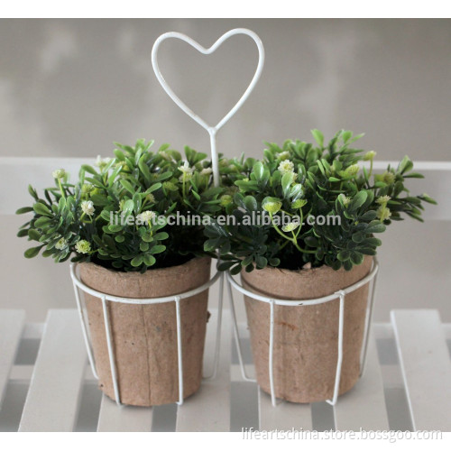 boxwood, 15cm paper pot boxwood with flower, mini plant